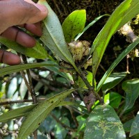 Leucocodon reticulatum Gardner